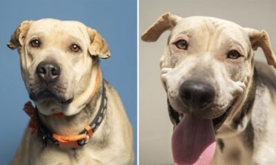 Arizona Humane Society waives adoption fees for large-breed dogs