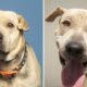 Arizona Humane Society waives adoption fees for large-breed dogs