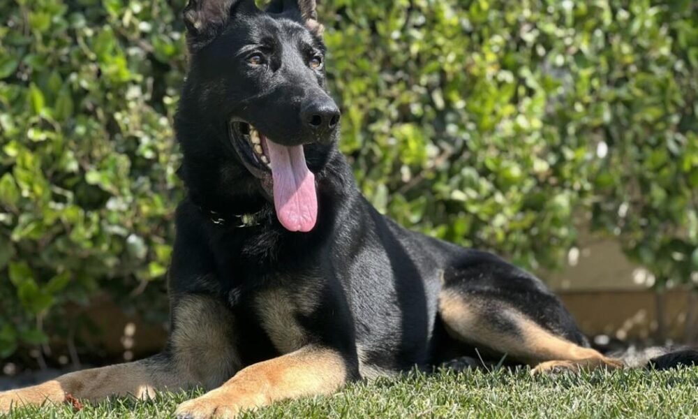 Havasu PD welcomes new recruit to city’s K9 unit