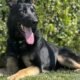 Havasu PD welcomes new recruit to city’s K9 unit