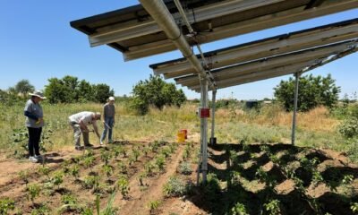 Arizona farmers turn to solar panels to shade crops, save water and generate power