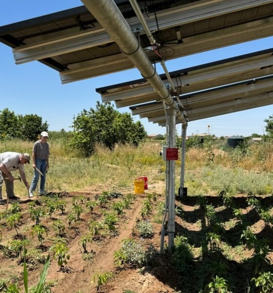 Arizona farmers turn to solar panels to shade crops, save water and generate power