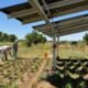 Arizona farmers turn to solar panels to shade crops, save water and generate power