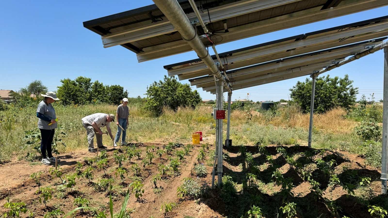 Arizona farmers turn to solar panels to shade crops, save water and generate power