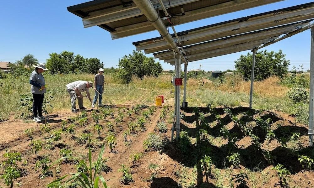 Arizona farmers turn to solar panels to shade crops, save water & generate power