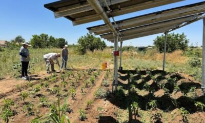 Arizona farmers turn to solar panels to shade crops, save water & generate power