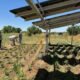 Arizona farmers turn to solar panels to shade crops, save water & generate power