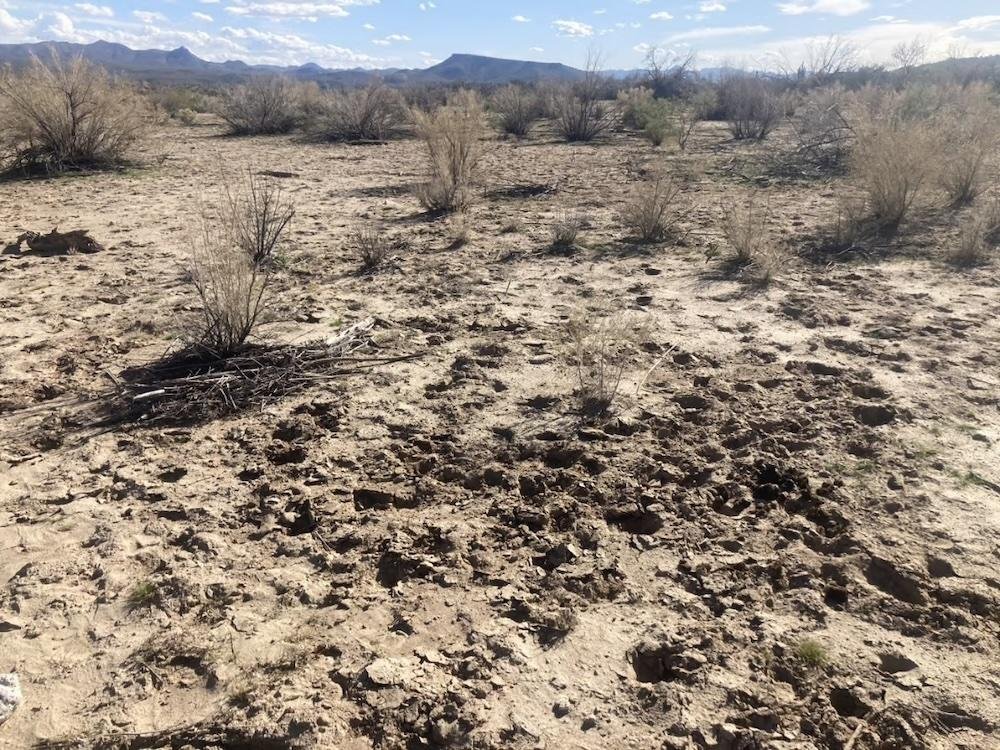 Conservationists: Cattle grazing damages Arizona’s riverbank habitats