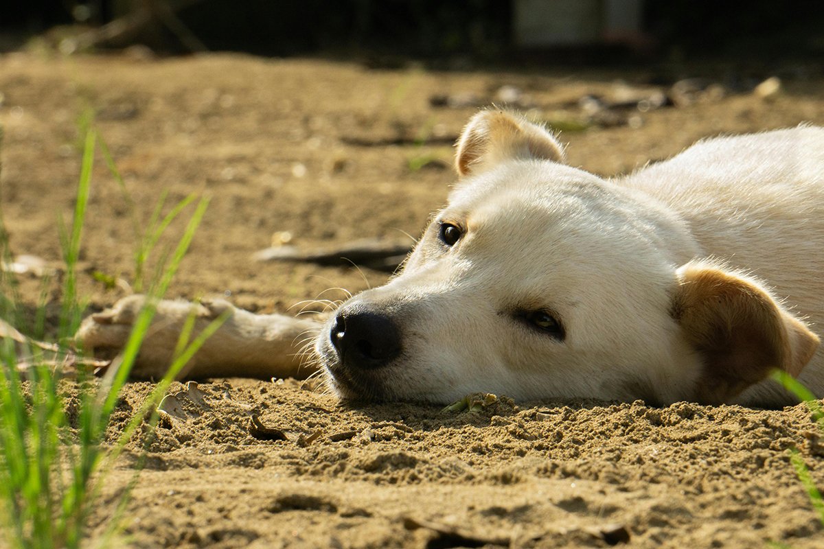 County offers free microchipping