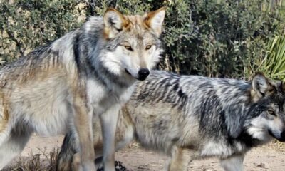 Mexican Wolf captured north of Interstate 40 near Flagstaff