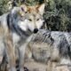 Mexican Wolf captured north of Interstate 40 near Flagstaff