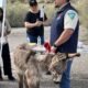 Increased burro sightings may pose greater risk to motorists