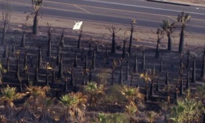 Over 100 palm trees damaged by fire during Tuesday's storms in West Valley