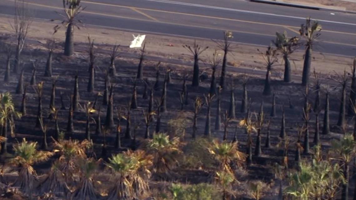 Over 100 palm trees damaged by fire during Tuesday's storms in West Valley