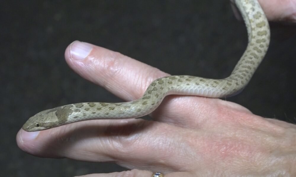 Snakes are easy to find in the Arizona desert — if you know how to look for them.