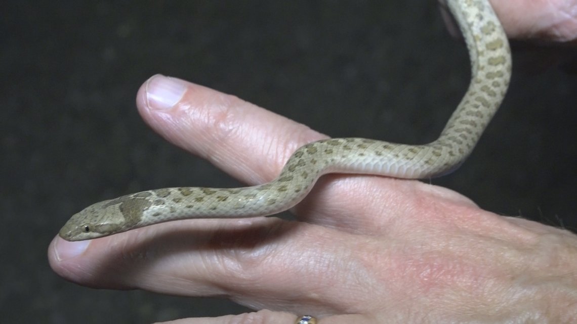 Snakes are easy to find in the Arizona desert — if you know how to look for them.