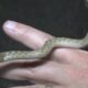 Yes, there are people in Arizona who hunt snakes for fun. We don't get it either.