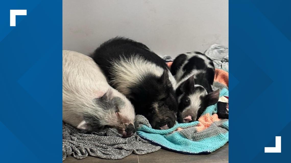 Arizona pig rescue needs help raising money for new AC unit