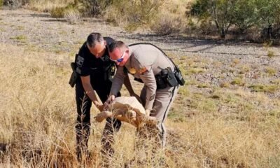 Tortoise attempted to cross I-10 before he was rescued and returned home