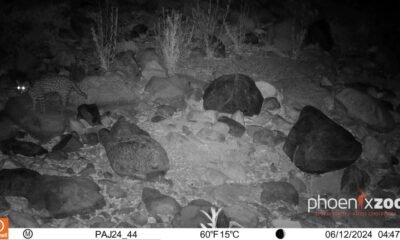 Phoenix Zoo scientists photograph first new ocelot in southern Arizona in 50 years