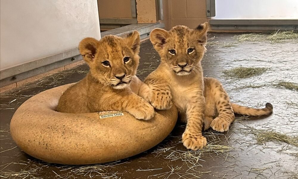 Phoenix Zoo releases new info, photos of cubs on World Lion Day