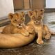 Phoenix Zoo releases new info, photos of cubs on World Lion Day