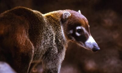 Arizona coatis filmed for upcoming episode of ‘Wild Kingdom’