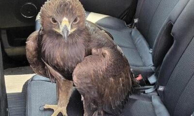 Golden eagle rescued from i-40 traffic finds new wings at Arizona Raptor Center