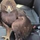 Golden eagle rescued from i-40 traffic finds new wings at Arizona Raptor Center