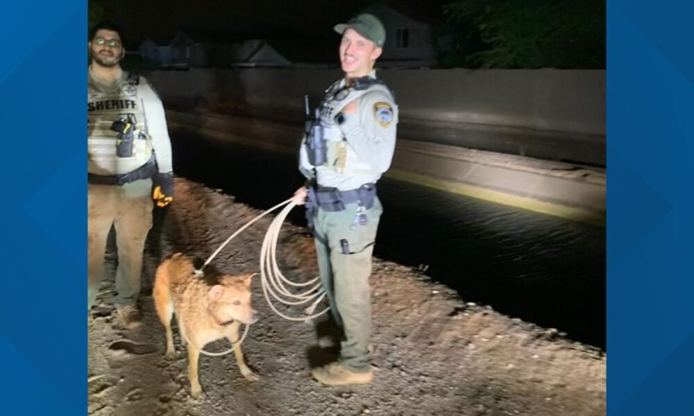 Dog rescued from canal in San Tan Valley after becoming trapped during storm