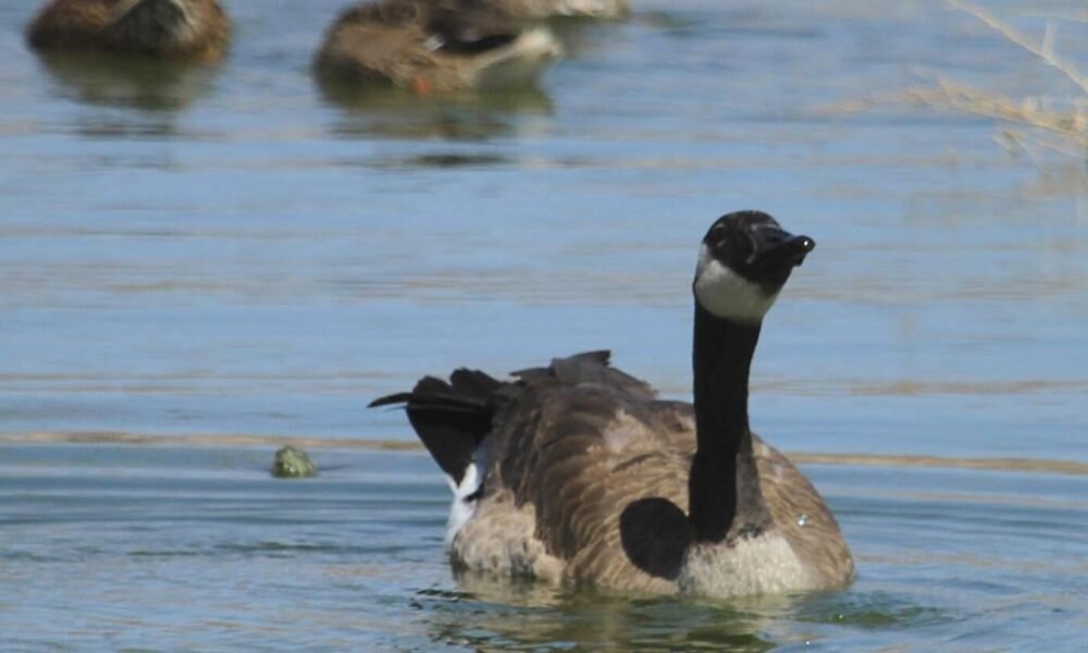 Rediscovering Mohave County’s hidden duck ponds