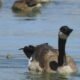 Nature Notes: Rediscovering Mohave County’s hidden duck ponds