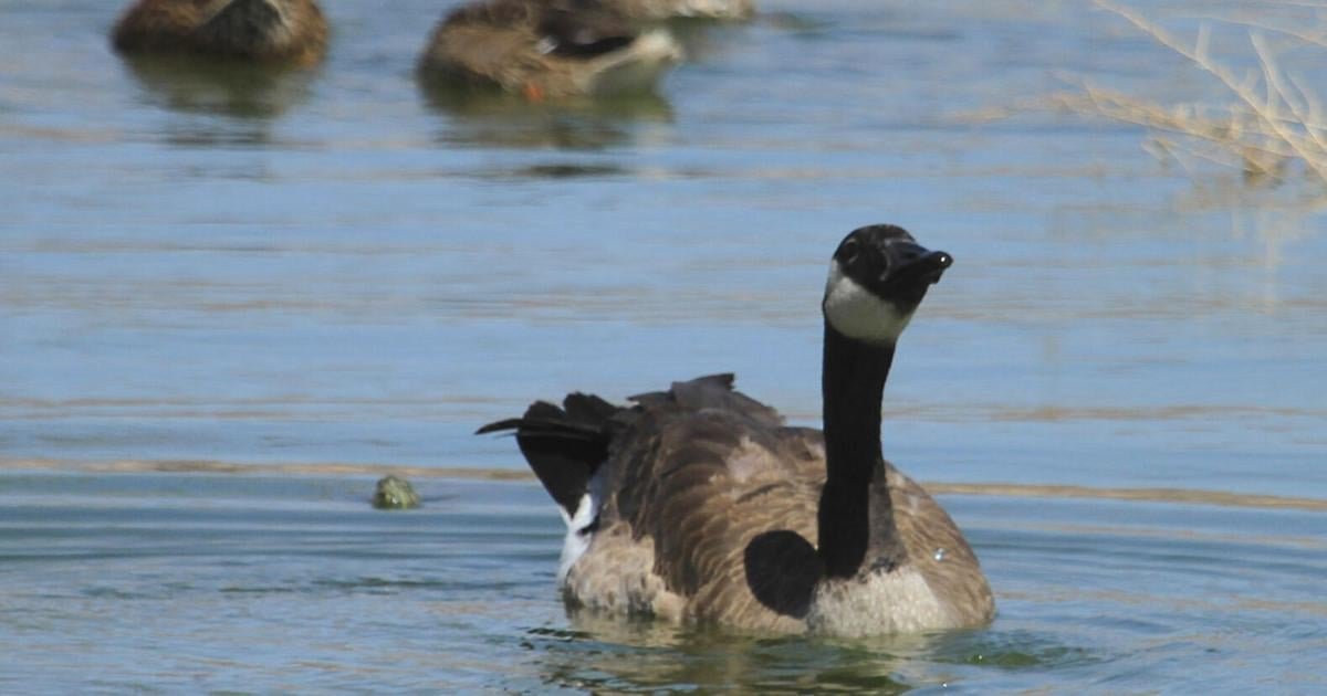 Nature Notes: Rediscovering Mohave County’s hidden duck ponds