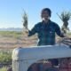 How Arizona farmers grow fresh produce through the Phoenix summer heat