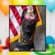 On her 4th birthday, here’s our 4 favorite K9 Karma moments