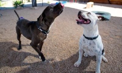 Dog bites down 22% in Pima County despite fewer euthanizations at PACC