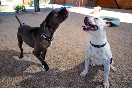 Dog bites down 22% in Pima County despite fewer euthanizations at PACC