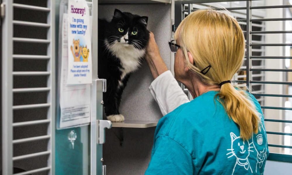 Friends of PACC announces new Tucson low-cost vet clinic