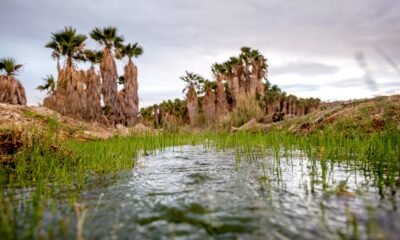 Hualapai Tribe sues feds over lithium mining project near sacred spring