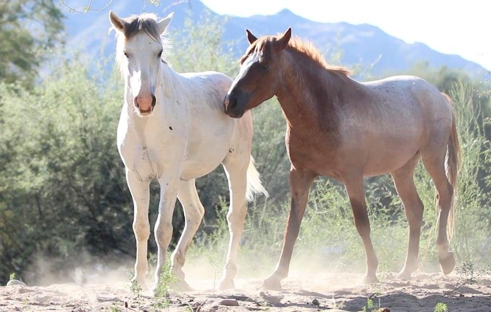 Federal judge declines to halt Arizona horse auction