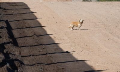 Rez dogs are feeling the heat from climate change