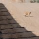 Rez dogs are feeling the heat from climate change