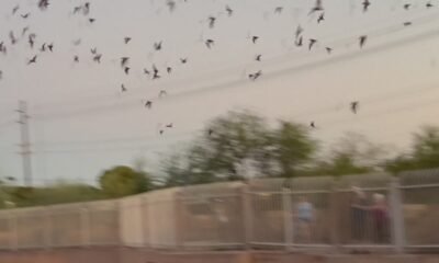 A spooky sighting in Phoenix: Thousands of bats fly into the night during the summer right here in the Valley