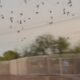 A spooky sighting in Phoenix: Thousands of bats fly into the night during the summer right here in the Valley