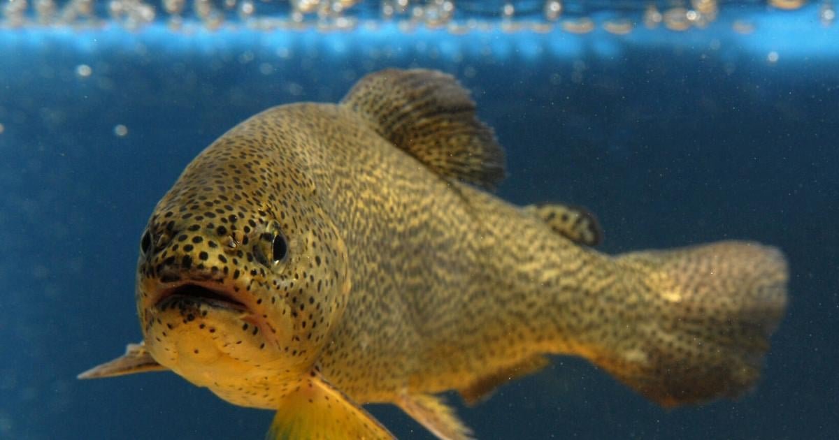 Apache trout removed from endangered species list after decades of conservation efforts