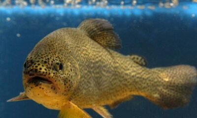 Apache trout removed from endangered species list after decades of conservation efforts