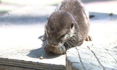 Meet Splash. He's an Arizona otter being trained to sniff out evidence and victims underwater, and is already helping solve crimes.