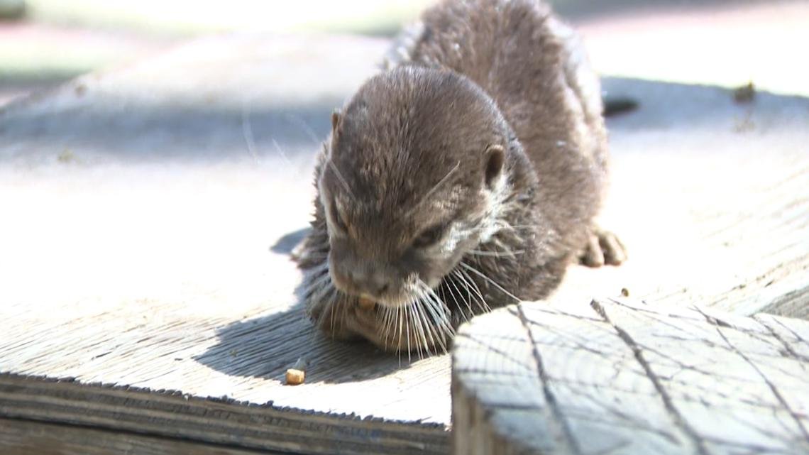 Meet Splash. He's an Arizona otter being trained to sniff out evidence and victims underwater, and is already helping solve crimes.