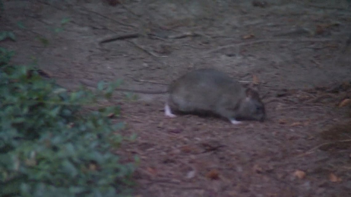 Mechanics are seeing more and more rodent damage in Valley cars. Here's what to do if a rodent moves into your car.