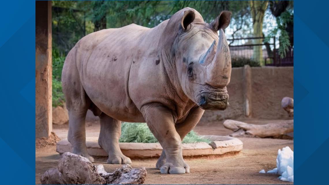 Howard the rhino had lived at the Phoenix Zoo since 2020. The Zoo announced his passing after a 'progressive neurological condition.'